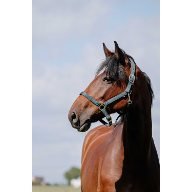 Licol Riding World Cushion Vert foncé Licol Riding World Cushion Vert foncé