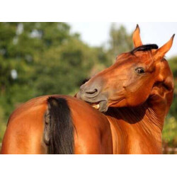 Crème Animaderm Derfen™ Original Crème Animaderm Derfen™ Original