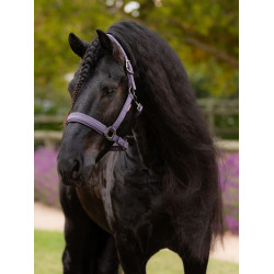 Licol LeMieux Essence Juniper Violet