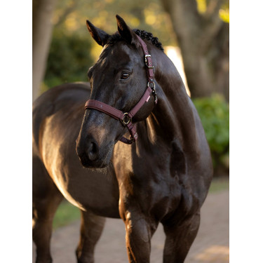 Licol LeMieux Essence Damson Violet