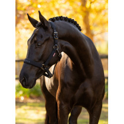 Licol LeMieux Essence Noir