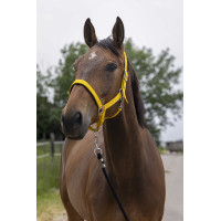 Licol Norton Satine Miel Jaune Licol Norton Satine Miel Jaune