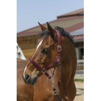 Licol Norton Satine Bordeaux / noir