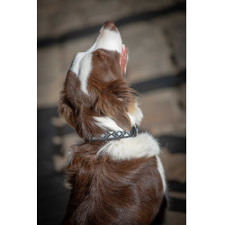 Collier pour chien Pénélope Pearl Noir / blanc Collier pour chien Pénélope Pearl Noir / blanc