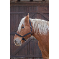 Licol Norton Pro pour cheval de trait Noir Licol Norton Pro pour cheval de trait Noir