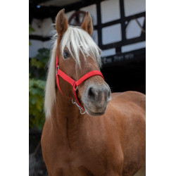 Licol Norton Pro pour cheval de trait Rouge