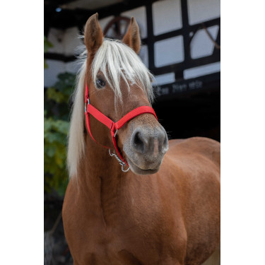 Licol Norton Pro pour cheval de trait Rouge
