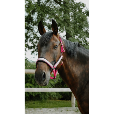 Licol Equithème Glowy Rose / rose