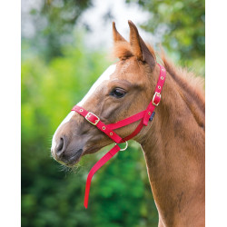 Licol cheval de présentation foal Shires - Matériel d'équitation