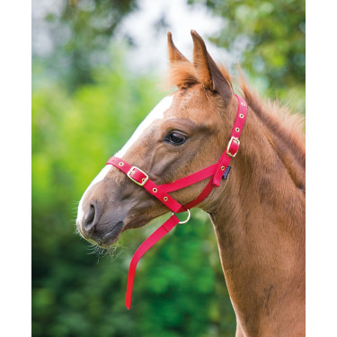 Licol cheval de présentation foal Shires - Matériel d'équitation