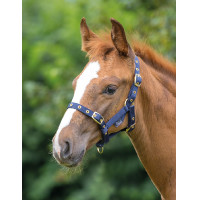 Licol foal Shires - Matériel d'équitation