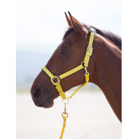 Licol nylon Topaz Shires Jaune Licol nylon Topaz Shires Jaune
