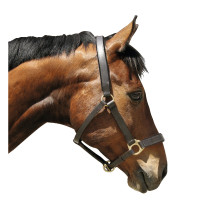Licol cuir Eco Covalliero Marron Licol cuir Eco Covalliero Marron