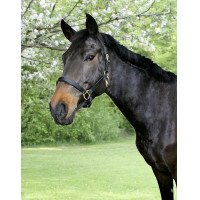 Licol cuir Eco Covalliero Marron Licol cuir Eco Covalliero Marron