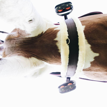 Sangle mouton Kentucky Marron Sangle mouton Kentucky Marron