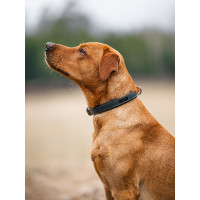 Collier pour chien Equestrian Stockholm clean Dramatic monday Collier pour chien Equestrian Stockholm clean Dramatic monday