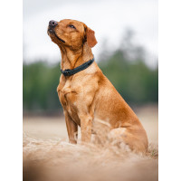 Collier pour chien Equestrian Stockholm clean Dramatic monday Collier pour chien Equestrian Stockholm clean Dramatic monday