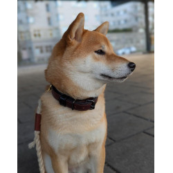 Collier pour chien Equestrian Stockholm clean Endless glow