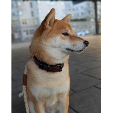 Collier pour chien Equestrian Stockholm clean Endless glow