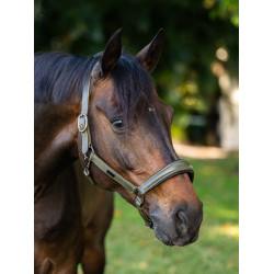 Licol en cuir Equestrian Stockholm anatomic scintillant Vallée frappante Vert