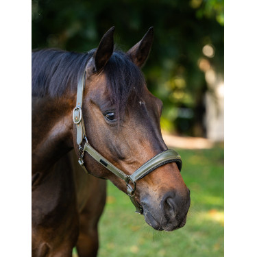 Licol en cuir Equestrian Stockholm anatomic scintillant Vallée frappante Vert