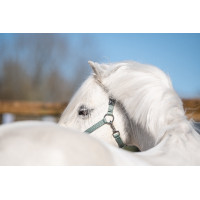 Licol Mia pour shettys HKM Sauge Violet