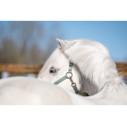 Licol Mia pour shettys HKM Sauge Violet