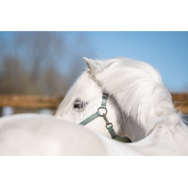 Licol Mia pour shettys HKM Sauge Violet