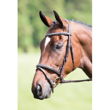 Bridon muserolle croisée Raised Flash Avignon Shires Havane Marron
