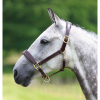 Licol en cuir Blenheim Shires Havane Marron