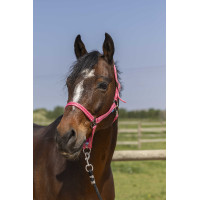 Licol Norton Grooming Vieux Rose