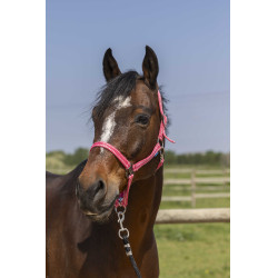 Licol Norton Grooming Vieux Rose