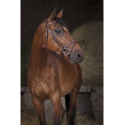 Bridon Norton Pro Combinée Havane Marron