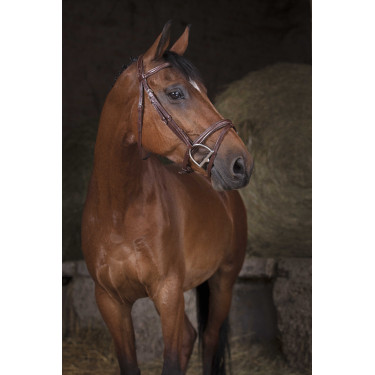 Bridon Norton Pro Combinée Havane Marron