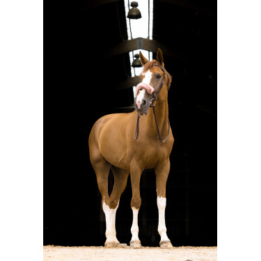 Fourreau de muserolle Equithème Teddy Or rose Noir Fourreau de muserolle Equithème Teddy Or rose Noir