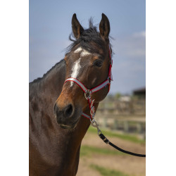 Licol Norton Nylon Soft Rouge