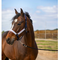 Licol Equithème Nylon Check Noir / marron