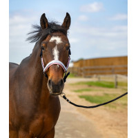 Licol Equithème Nylon Check Marine / rose Bleu Licol Equithème Nylon Check Marine / rose Bleu