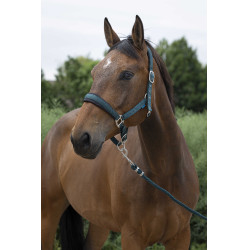 Licol + longe Norton Large Vert foncé