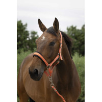 Licol + longe Norton Large Bleu