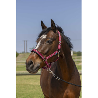 Licol Norton 4lines Bordeaux