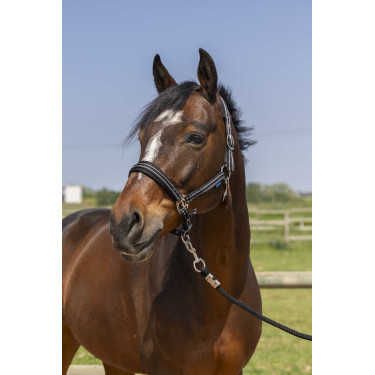 Licol Norton 4lines Licol Norton 4lines