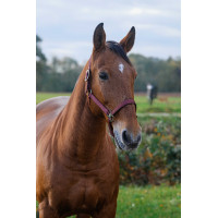 Licol Nylon Spring Equithème Bordeaux