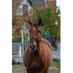 Licol Nylon Spring Equithème Bordeaux