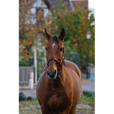 Licol Nylon Spring Equithème Bordeaux