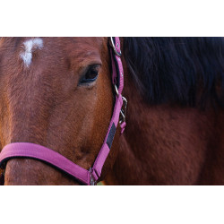 Licol Nylon Spring Equithème Rose Licol Nylon Spring Equithème Rose
