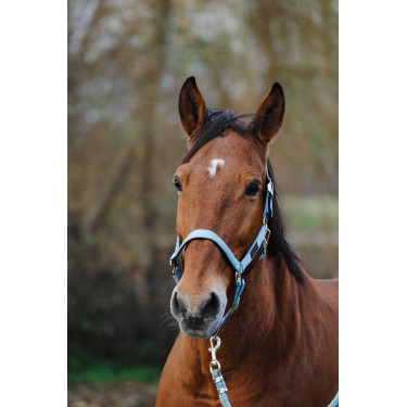 Licol Nylon Spring Equithème Turquoise Bleu