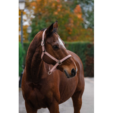 Licol Nylon Spring Equithème Rose clair Licol Nylon Spring Equithème Rose clair