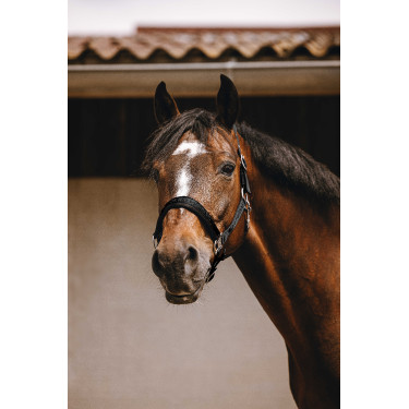 Licol nylon Equithème Jacquard Noir