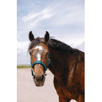 Licol nylon Equithème Jacquard Bleu canard Licol nylon Equithème Jacquard Bleu canard